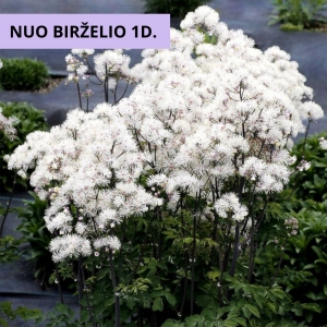 Vingiris sinavadlapis ( Thalictrum aquilegifolium) &#039;Nimbus White&#039;